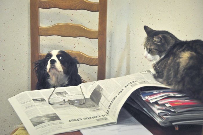 Dog and cat look like they're reading a newspaper