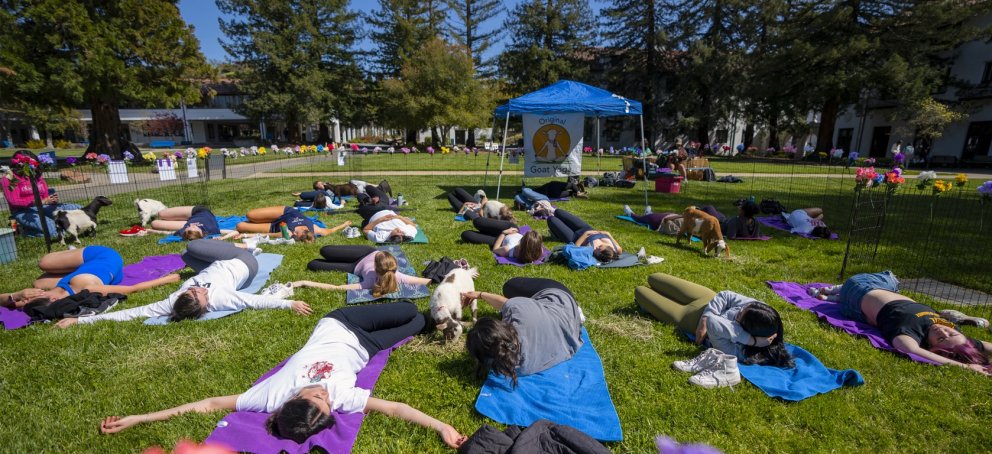 Goat Yoga on the lawn in 2023